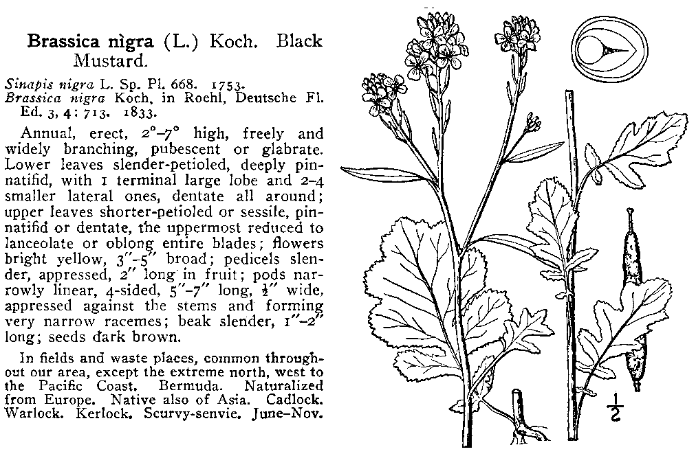 Andreas Kelich: Enzyklopaedie der Drogen: Botanischer Teil: Brassica nigra